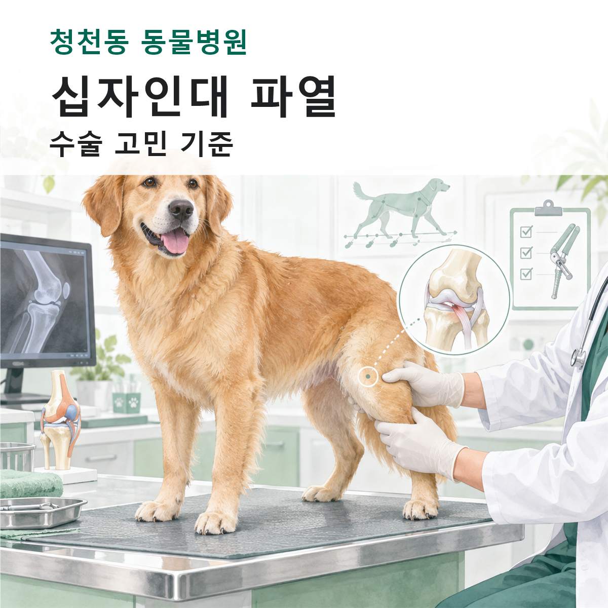 청천동 동물병원 강아지 십자인대 파열 수술 상담 컬러 일러스트