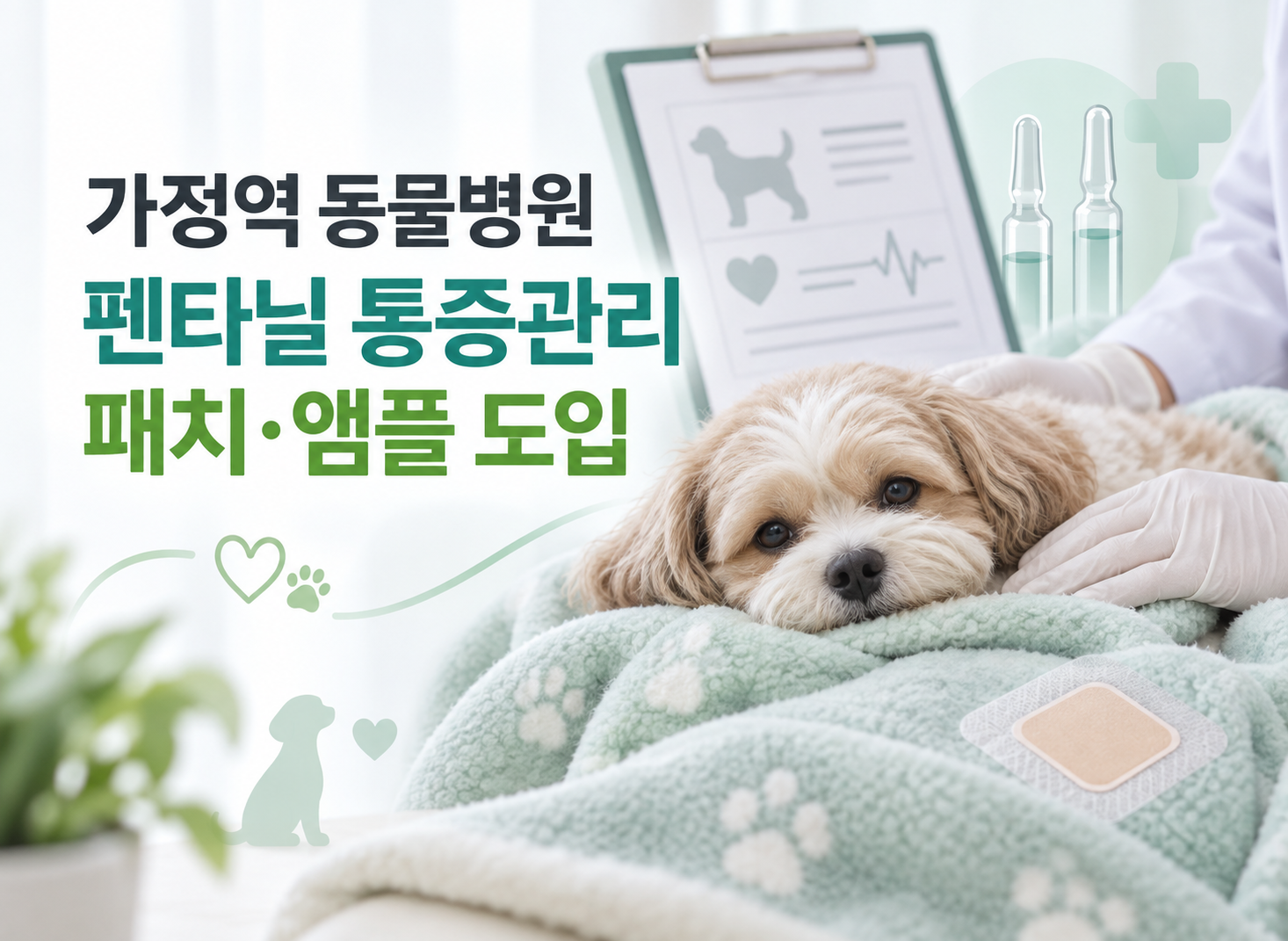 가정역 동물병원 펜타닐 통증관리 패치·앰플 도입 썸네일