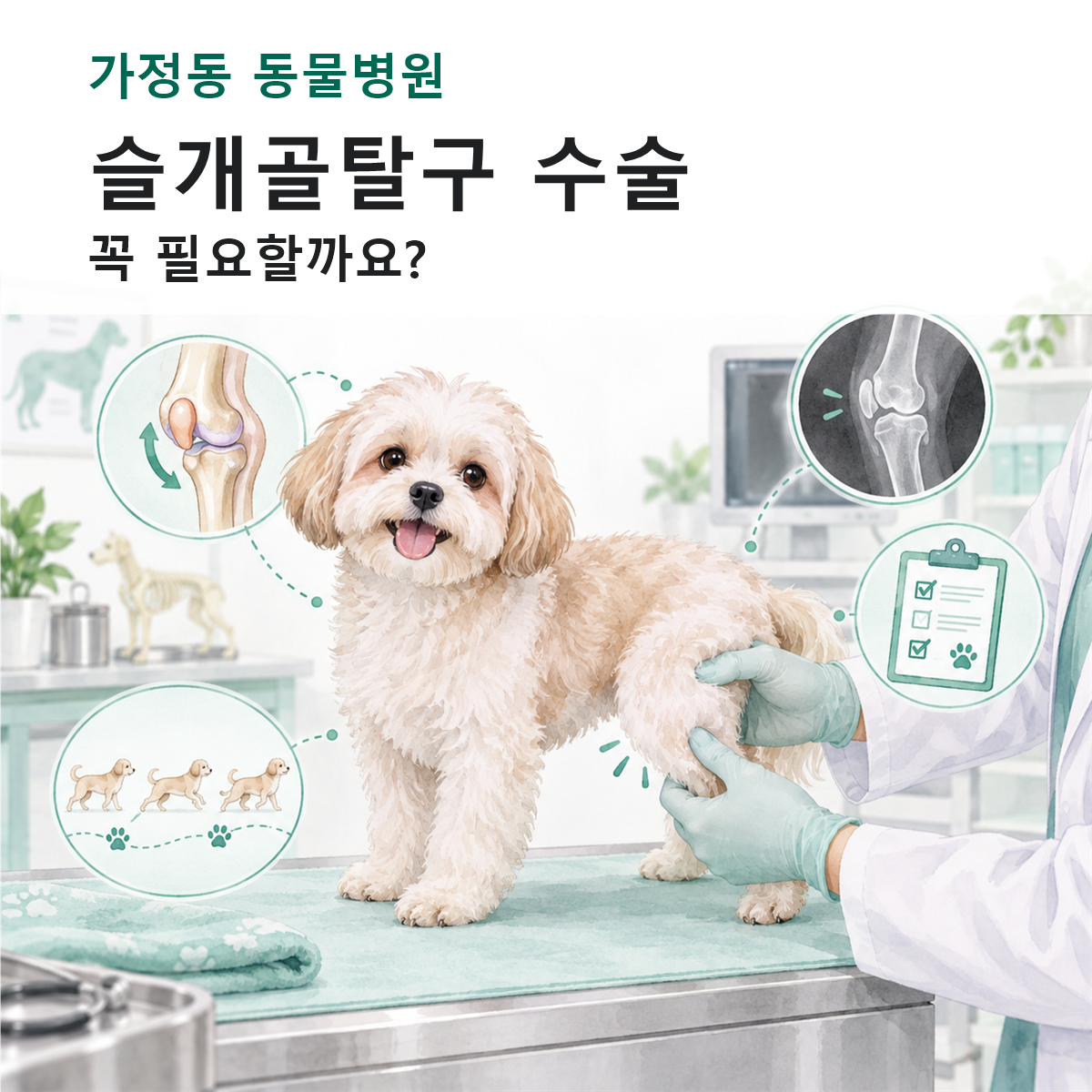 가정동 동물병원 강아지 슬개골탈구 수술 상담 컬러 일러스트