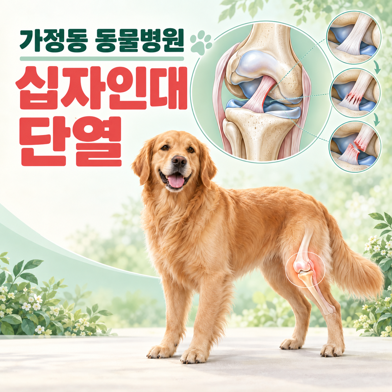 가정동 동물병원 강아지 십자인대 단열과 무릎 인대 구조를 설명하는 컬러 의학 일러스트