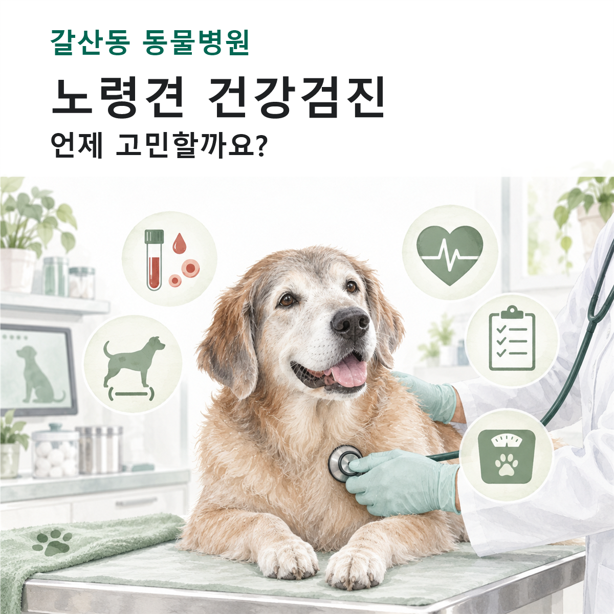 갈산동 동물병원 노령견 건강검진 컬러 일러스트