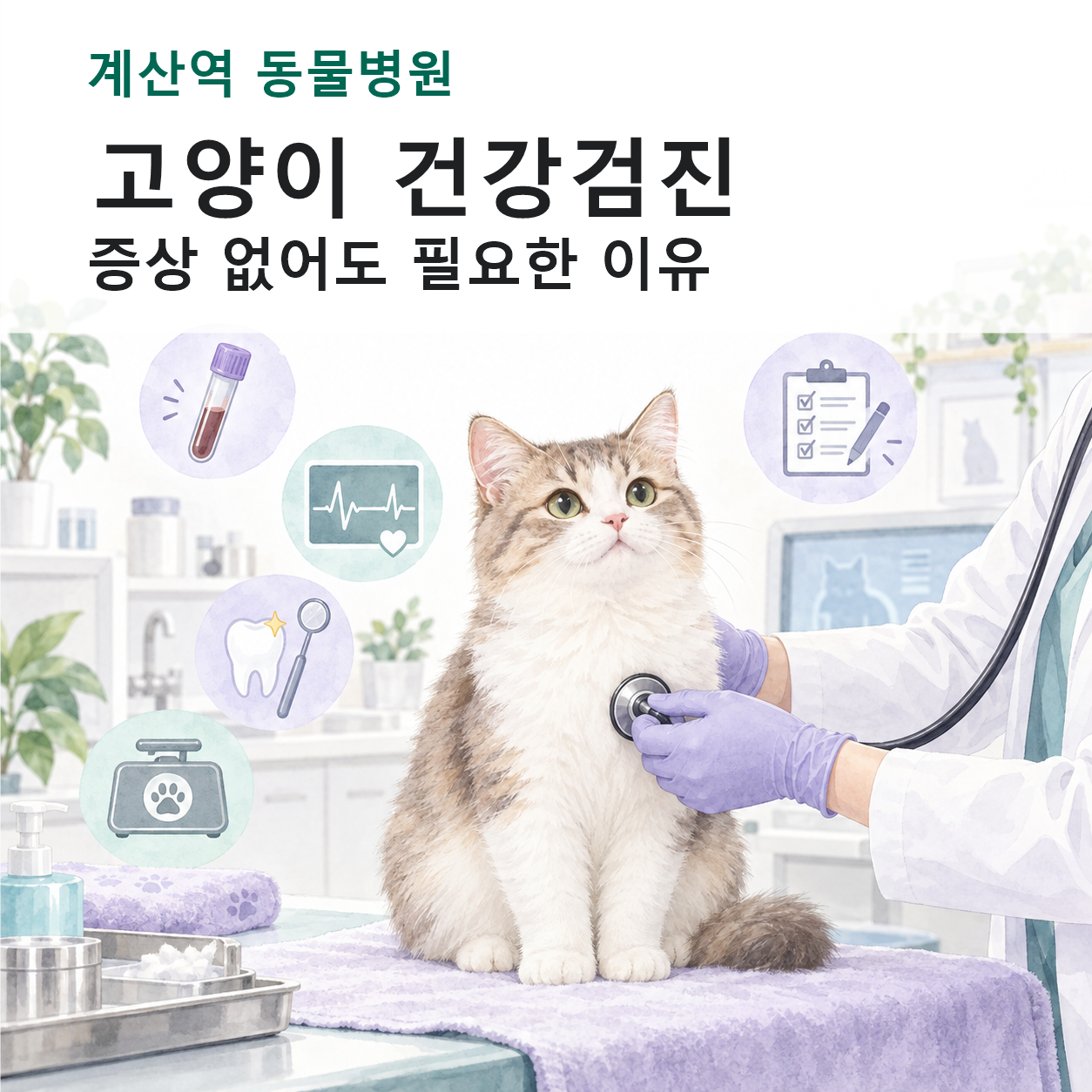 계산역 동물병원 고양이 건강검진 안내 일러스트