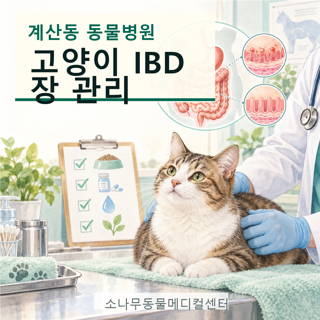 계산동 동물병원 고양이 IBD 안내 썸네일