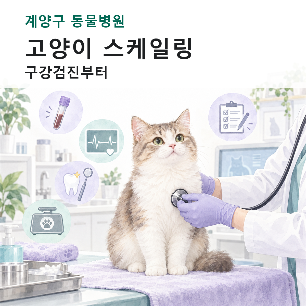 계양구 동물병원 고양이 스케일링 구강검진 컬러 일러스트