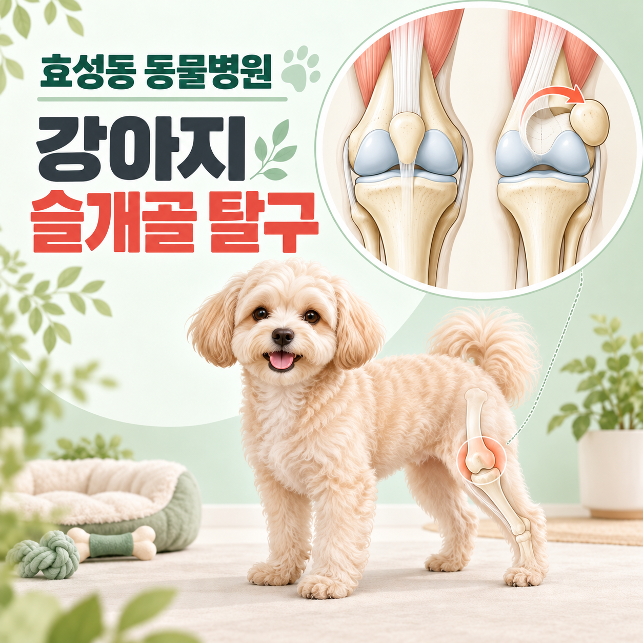 효성동 동물병원 강아지 슬개골 탈구 단계와 무릎 구조를 설명하는 컬러 의학 일러스트