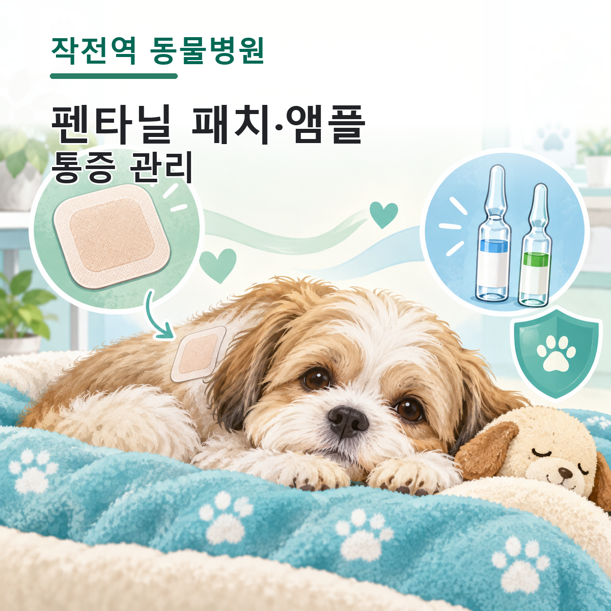 작전역 동물병원 펜타닐 패치와 앰플 통증 관리를 설명하는 컬러 의학 일러스트